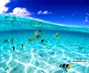 Life in the sea.