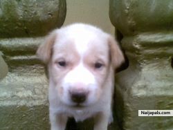 Little Jimmy