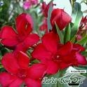 My Picture