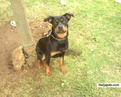 my pet