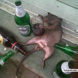 rat take some.....some