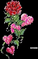 Val flower