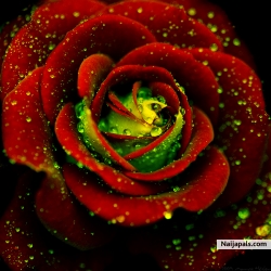 Celestina Obialor (tinaobialor123)