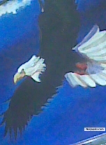 Gentle bird