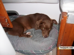 our  dog  ronnie