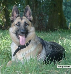 My  Sherperd