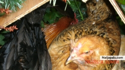 BOY! get yur fat ass out of my nest!