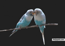 can't we make luv