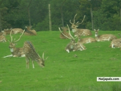 safari park.