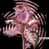 flower1
