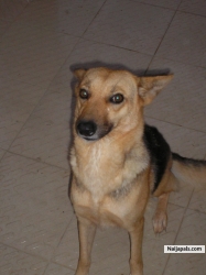 Jacky