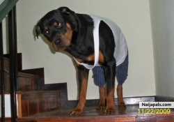 Ma Dog Jay