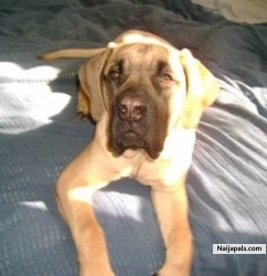 Got me a Mastiff