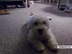 REX MY DOG