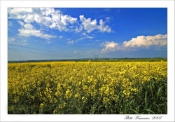 Yellowish Flower Land