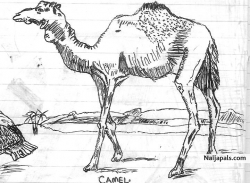 my sketch camels