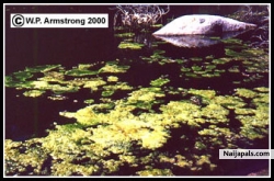 aisosa O (sosa1)