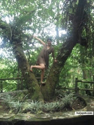 arewa in the tree
