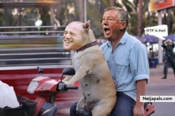 ferguson on a ride.