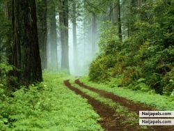 nice nature