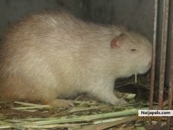 Kola buko (babsakanni)