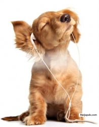 mytunes