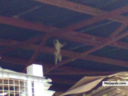 A monkey roaming on our roof!