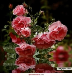 rosesssssssssssss