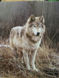 Wolf