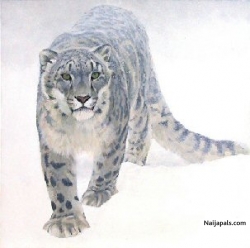 White leopard