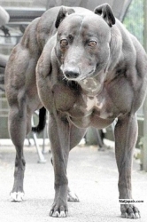 Dog on steroids...lool