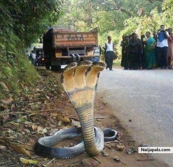A snake with three head