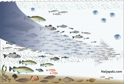 Naijapals aquarium