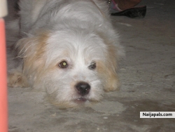 his my dog,