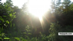 the beauty of nature