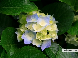 joyfalli32