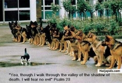 Even if i walk through the shadow of death,i shall fear no evil for God is my shepherd