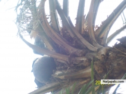 PALM WINE 4 KAFANCHAN