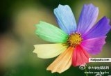 zhu (saffy001)
