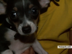 Chico