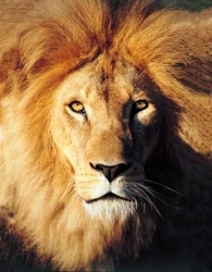 My favorite Animal.