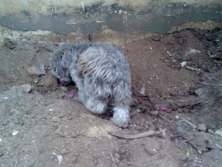 my pet