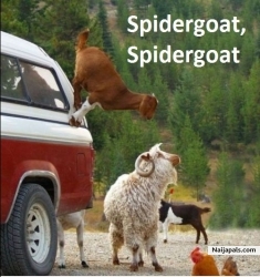 Friendly Neighbourhood Spidergoat