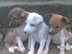My puppies miss dem 