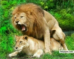 enimal love