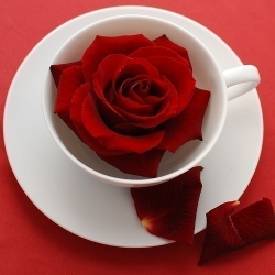 lovegrace 