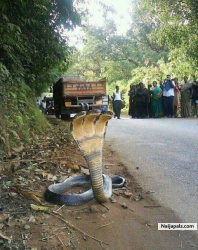 three head snake