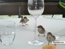 Two is company, three is definitely a crowd!!