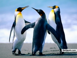 I am a Penguins but don`t Ping me. Be real.