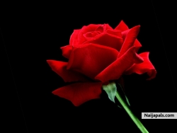 Blooming Ace